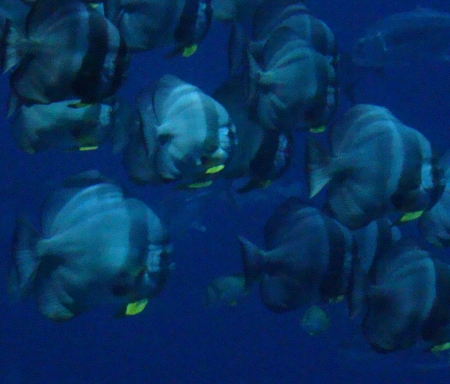  Chaetodipterus faber (Atlantic Spadefish)